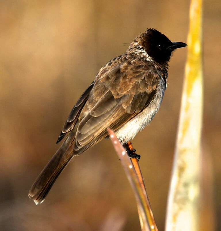 Bulbul des jardins