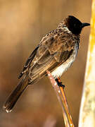 Bulbul des jardins