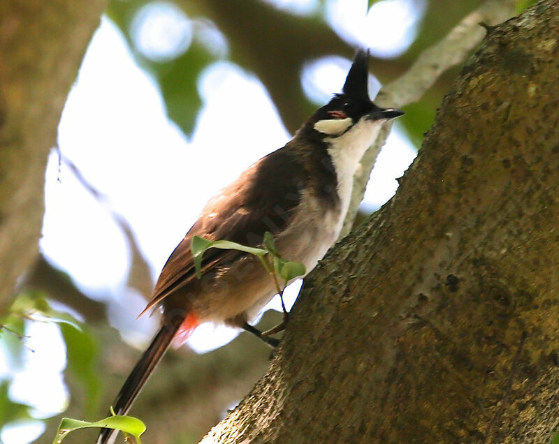 Bulbul orphée