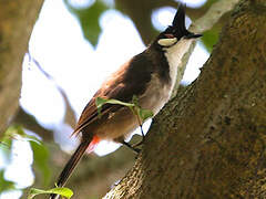 Red-whiskered Bulbul