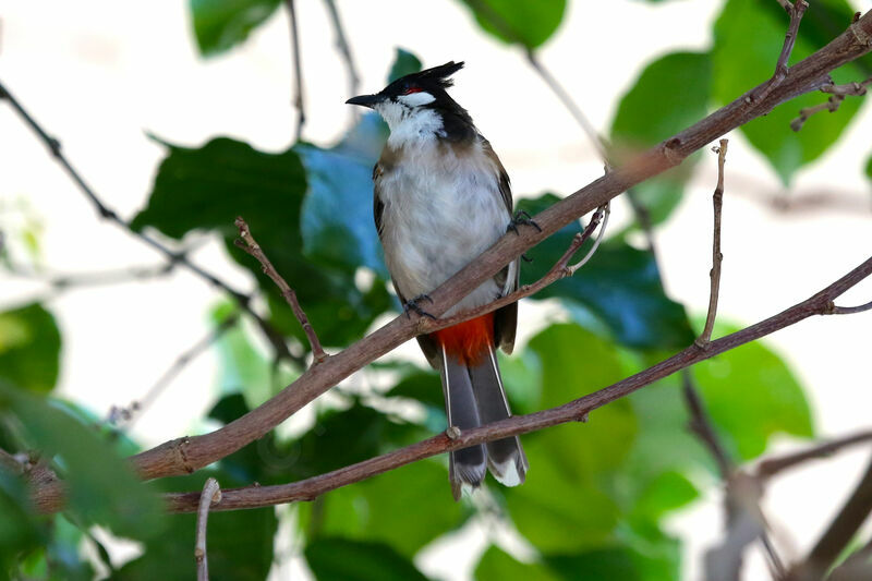 Red-whiskered Bulbul