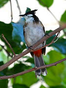 Red-whiskered Bulbul