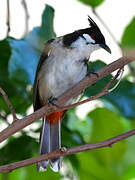 Red-whiskered Bulbul