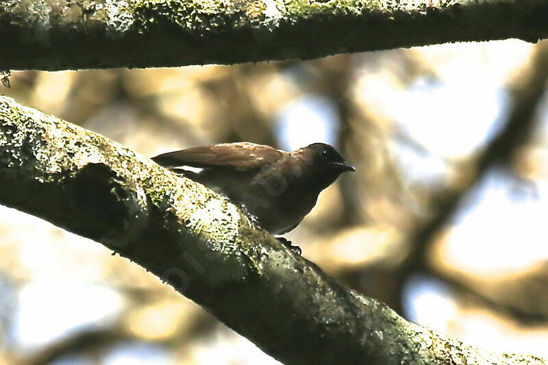 Bulbul tricolore