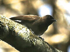 Bulbul tricolore