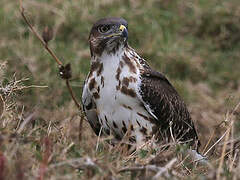 Augur Buzzard