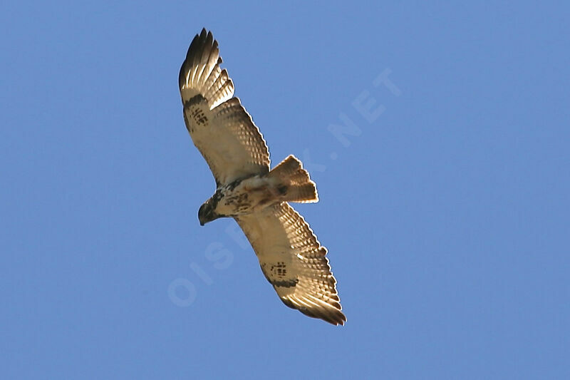 Augur Buzzard