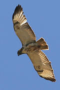 Augur Buzzard