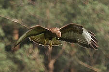 Buse variable