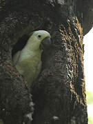 Yellow-crested Cockatoo