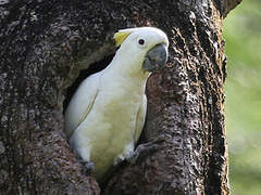 Yellow-crested Cockatoo