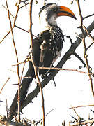 Eastern Yellow-billed Hornbill