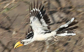 Eastern Yellow-billed Hornbill