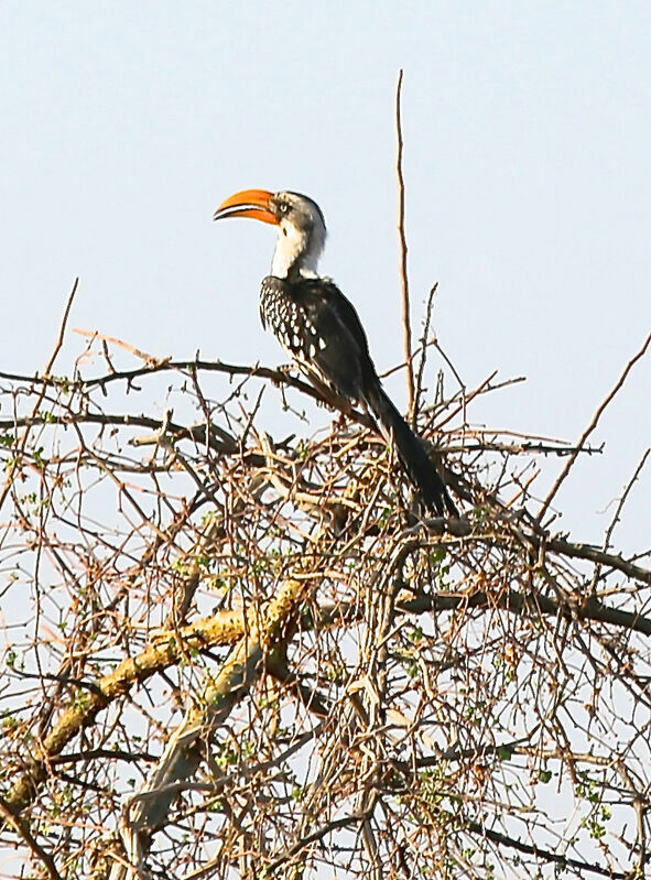 Eastern Yellow-billed Hornbill