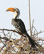 Eastern Yellow-billed Hornbill