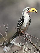 Eastern Yellow-billed Hornbill