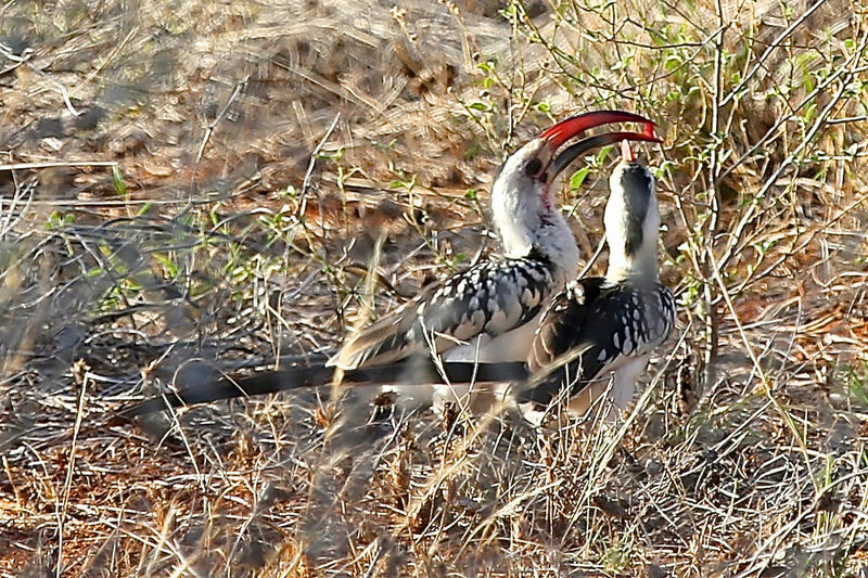 Northern Red-billed Hornbill