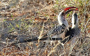 Northern Red-billed Hornbill