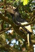 Black-and-white-casqued Hornbill