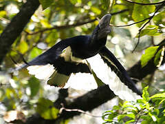 Black-and-white-casqued Hornbill