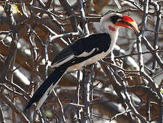 Von der Decken's Hornbill