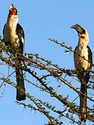 Von der Decken's Hornbill