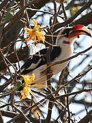 Von der Decken's Hornbill