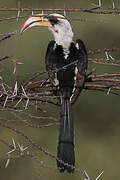 Jackson's Hornbill