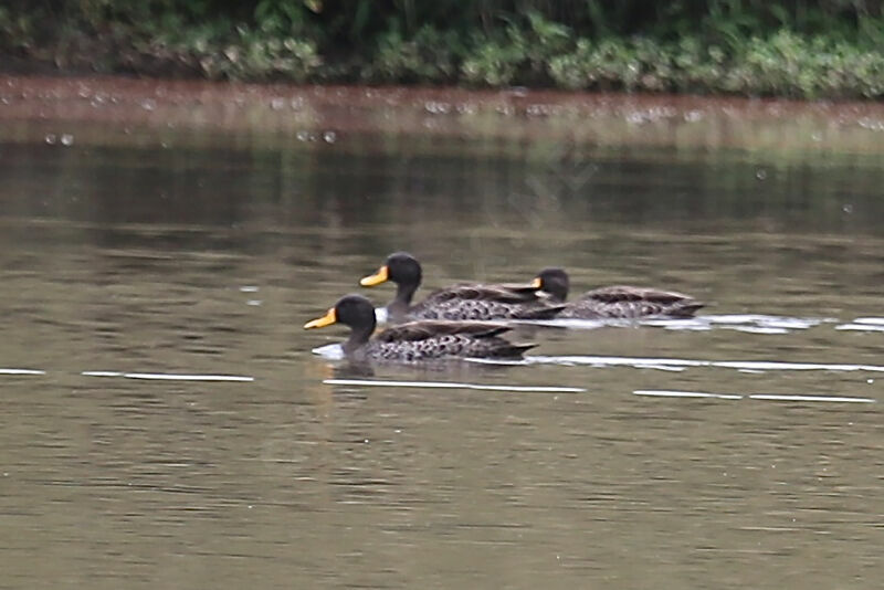 Canard à bec jaune