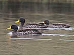 Canard à bec jaune