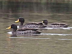 Yellow-billed Duck