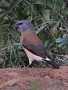 Grey-headed Silverbill