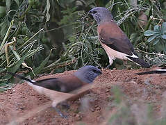 Grey-headed Silverbill