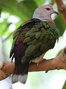 Green Imperial Pigeon