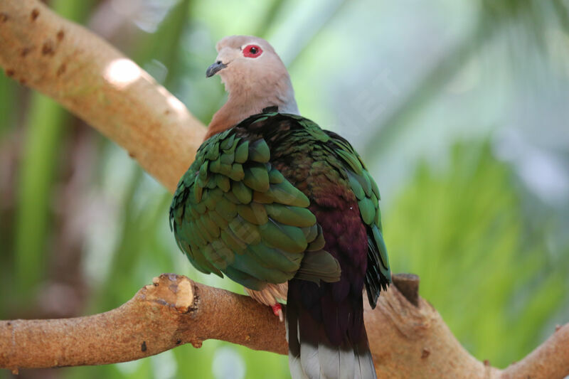 Green Imperial Pigeon