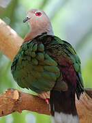 Green Imperial Pigeon