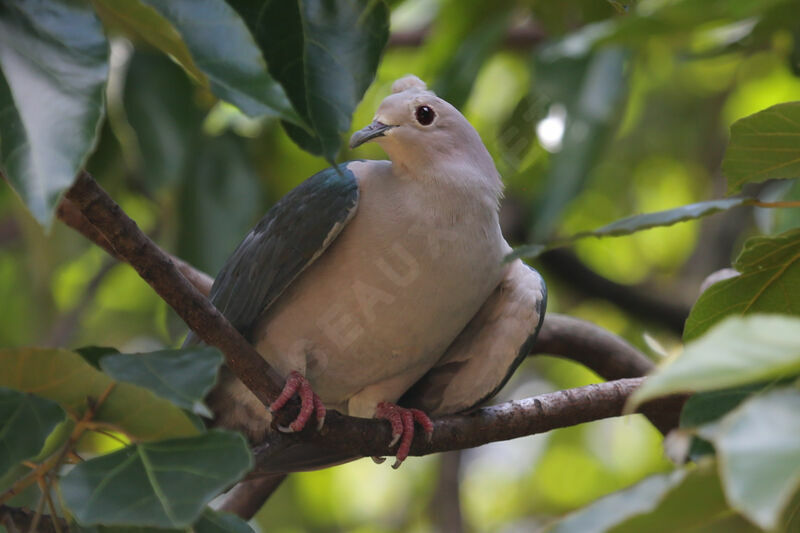 Green Imperial Pigeon