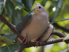 Green Imperial Pigeon