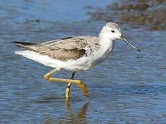 Common Greenshank