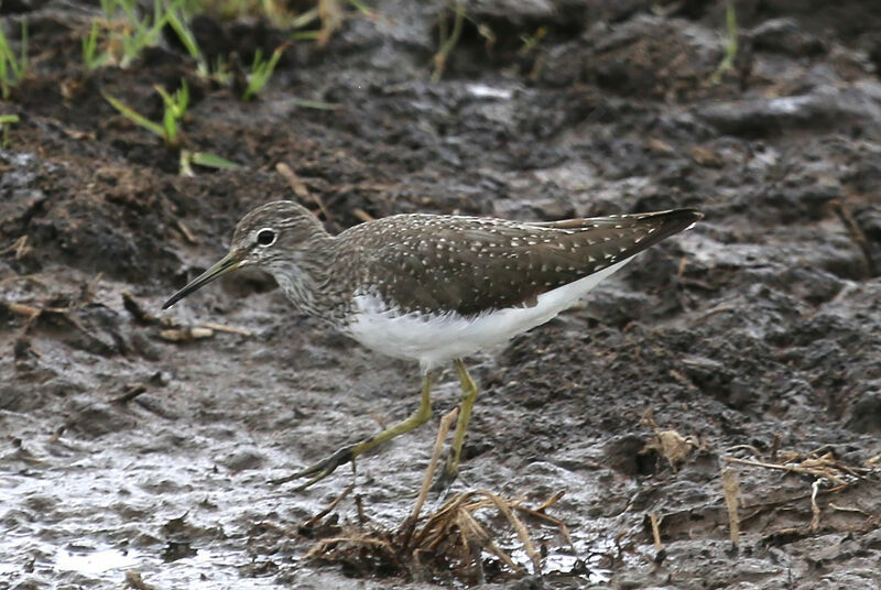 Green Sandpiper