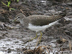 Green Sandpiper