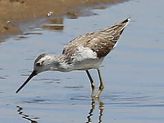 Marsh Sandpiper