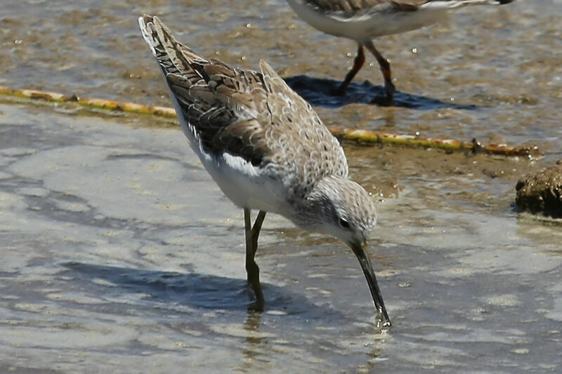 Chevalier stagnatile