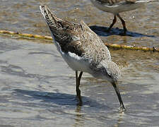 Marsh Sandpiper