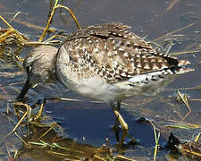 Wood Sandpiper