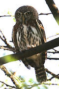 Pearl-spotted Owlet