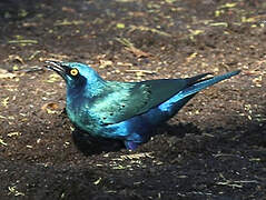 Greater Blue-eared Starling