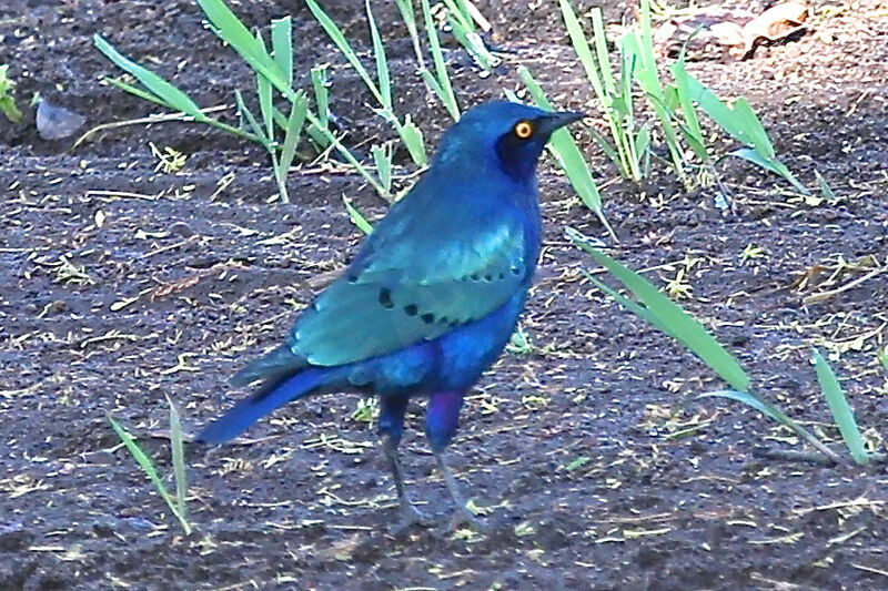 Choucador à oreillons bleus