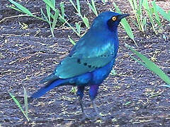 Choucador à oreillons bleus