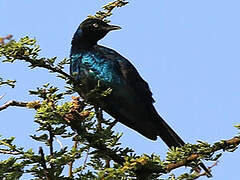 Rüppell's Starling